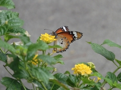 Danaus chrysippus chrysippus