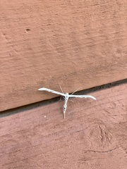 Emmelina monodactyla