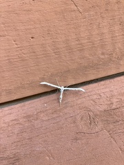 Emmelina monodactyla