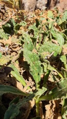 Alkanna orientalis