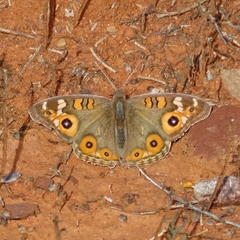 Junonia villida