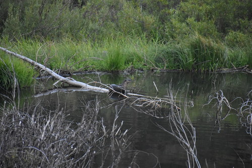 iNaturalist observation photo of North American River Otter