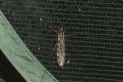 Tipula abdominalis