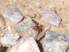 Pogonomyrmex