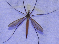 Tipula paludosa