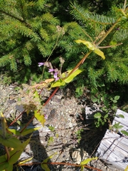 Penstemon
