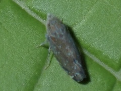 Scaphytopius