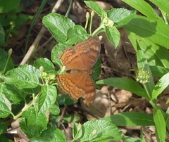 Junonia hedonia ida