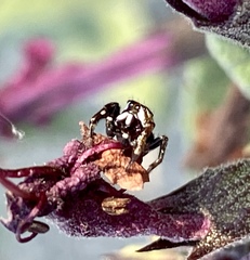 Metaphidippus manni