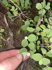 Symphoricarpos