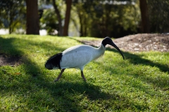 Threskiornis molucca