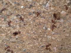 Pogonomyrmex