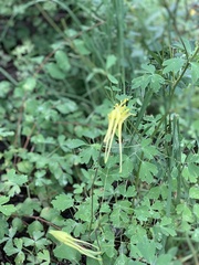 Aquilegia