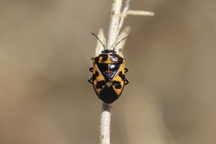 Murgantia histrionica