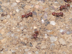 Pogonomyrmex