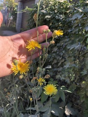 Sonchus arvensis uliginosus