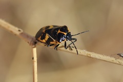 Murgantia histrionica