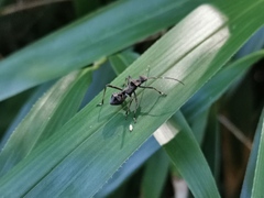 Coreoidea