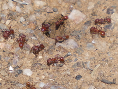 Pogonomyrmex