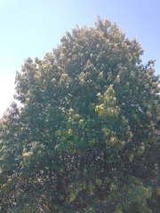 Chrysolepis chrysophylla