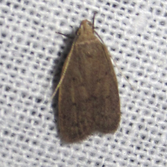 Inga obscuromaculella