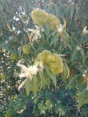 Chrysolepis chrysophylla