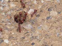 Pogonomyrmex