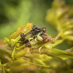 Phymata pennsylvanica