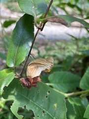 Byasa polyeuctes