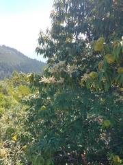 Chrysolepis chrysophylla