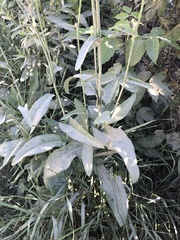 Sonchus arvensis uliginosus
