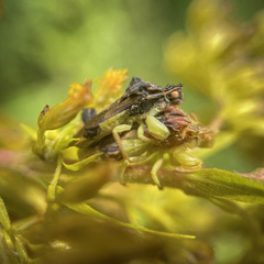 Phymata pennsylvanica
