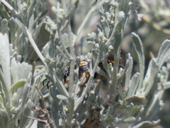 Artemisia tridentata