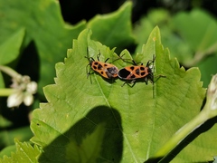 Tropidothorax sinensis
