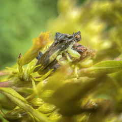 Phymata pennsylvanica