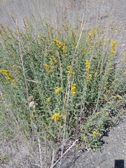 Solidago