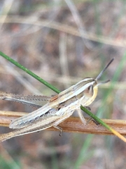 Macrotona australis