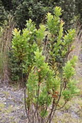 Vaccinium calycinum