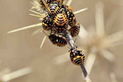 Murgantia histrionica