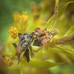 Phymata pennsylvanica