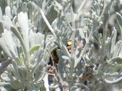 Artemisia tridentata