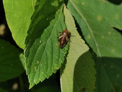 Cicadomorpha