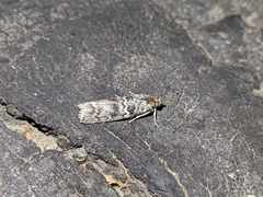 Dioryctria