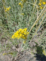 Solidago