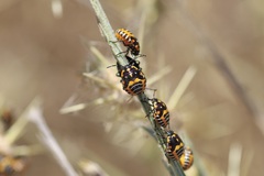 Murgantia histrionica