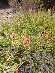 Erythranthe cardinalis