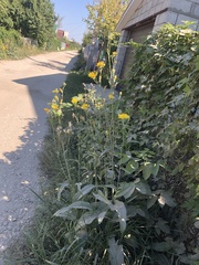 Sonchus arvensis uliginosus