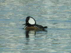 Lophodytes cucullatus