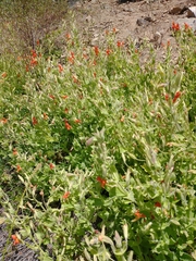 Erythranthe cardinalis