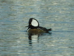 Lophodytes cucullatus